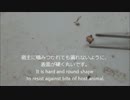 【動物11】鹿の骨格標本を作る③皮むき編 Making of skeletal specimen of dear