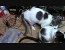 【生後246日】きょうの仔猫【蒼民家の猫々】