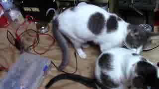 【生後246日】きょうの仔猫【蒼民家の猫々】