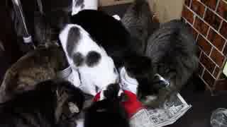 こんしゅうのおやつ【蒼民家の猫々】