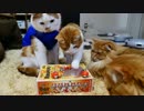 【マンチカンズ】猫たちの前でジバニャンを積もうとしたら
