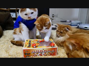 【マンチカンズ】猫たちの前でジバニャンを積もうとしたら