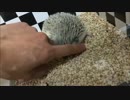 【ハリネズミ】キャットフードうまし！【37日目】