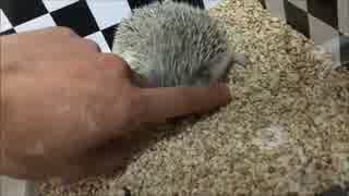 【ハリネズミ】キャットフードうまし！【37日目】