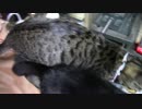 【生後247日】きょうの仔猫【蒼民家の猫々】