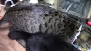 【生後247日】きょうの仔猫【蒼民家の猫々】