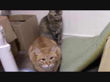 拾いねこ＠生後902/869日目　く、うｐしまちがえてた！