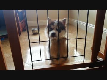 【シベリアンハスキー】僕の鳴き声聞いてくださいな