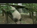 2014年12月20日中継のハイライト 成就（チェンジュウ）台に登る。