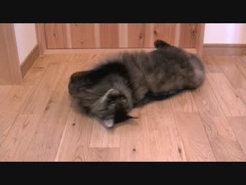 くるねこ大和　ポーポーごろり　20141223