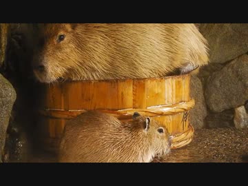 カピバラお姉さん、かなりムリヤリな割り込み