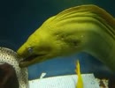 希少な黄色いウツボ（水族館、深海、ペット、海、動画、魚、生物）
