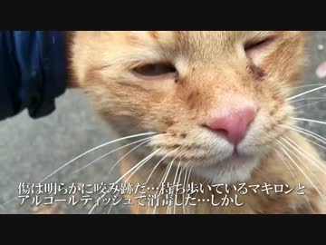 【閲覧注意】人懐こい茶トラ猫、ケンカをして負傷する