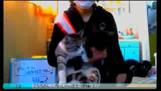 ねこチーム１周年記念動画中編