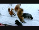 蔵王キツネ村　餌場でポイッ