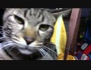 【生後248日】きょうの仔猫【蒼民家の猫々】