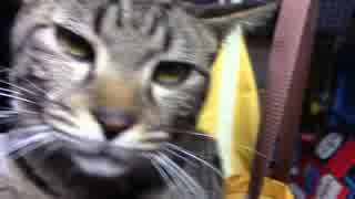 【生後248日】きょうの仔猫【蒼民家の猫々】