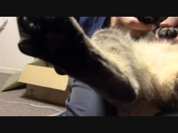 拾いねこ＠生後903/870日目　つきにょんきーっく！