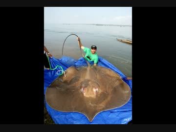 超巨大生物動物の画像写真動画 超巨大怪奇生物影像集