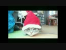 【ねこさんと暮らす】 ツリー