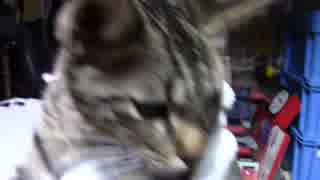 【生後249日】きょうの仔猫【蒼民家の猫々】