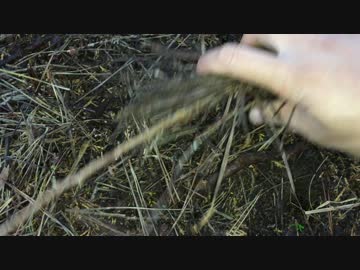 落ち葉をどけると…(グロ注意）