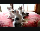 きっと君は来ない　毛玉たちのクリスマスイブ