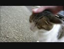 とある田舎の猫事情　～とも君、明らかに太る～