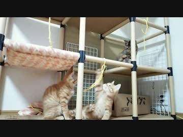 【拾い猫】キャットタワーで遊ぶよ！2/2