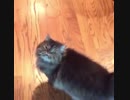 発音が綺麗すぎる猫ｗｗｗｗｗｗｗｗｗｗｗ