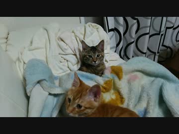 【拾い猫】おにゃのこ二人でぬくぬく