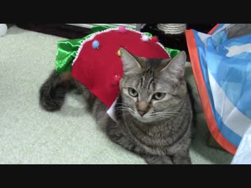 拾いねこ＠生後905/872日目　可愛いサンタさんたちがめりくりー♪