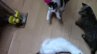 【生後250日】きょうの仔猫【蒼民家の猫々】