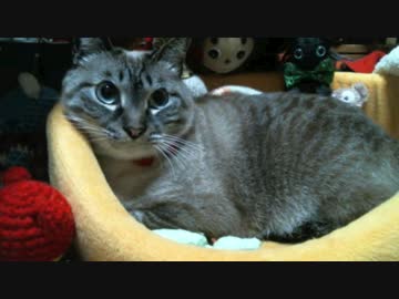 ジャンくんにクリスマス・プレゼント