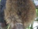 ★眠っているコウモリ　（ペット、動物、生物、洞窟 かわいい）