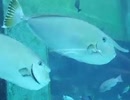 ★鼻のとがった不思議な魚（深海、ペット、海、魚、生物、水族館）