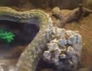 ★巨大な毒蛇　（深海、ペット、海、魚、生物、水族館 へび、ヘビ）