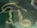 ★巨大な大蛇　（深海、ペット、海、魚、生物、水族館 へび、ヘビ）