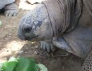 ★ゾウガメに触ってみた♪（深海、ペット、海、魚、生物、亀、カメ）