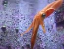 ★アオリイカの泳ぎ　（深海、ペット、海、魚、生物、水族館、いか）