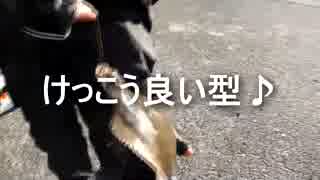 バイクで釣りに行こう♪　part20　後編【カレイ】