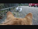 おしゃべり猫の様子