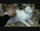 【生後251日】きょうの仔猫【蒼民家の猫々】
