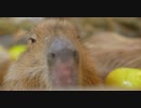 ／ ｀ ｴ）冬至・カピバラざぼんの湯