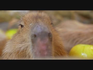 ／ ｀ ｴ）冬至・カピバラざぼんの湯