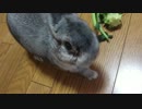 ブッコロリーを食べながら滑るうさぎ