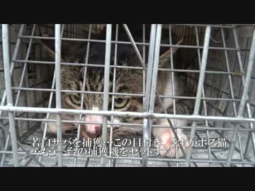 【猫の捕獲ドキュメント】猫夫婦の一挙捕獲に挑む