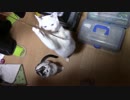 【生後252日】きょうの仔猫【蒼民家の猫々】