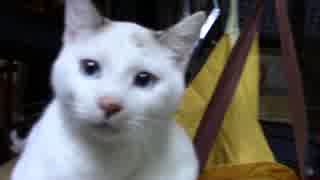 【生後253日】きょうの仔猫【蒼民家の猫々】