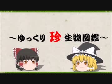 ～ゆっくり　珍　生物図鑑～　第26回　ハリサシガメ属